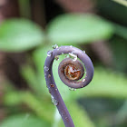Uluhe Fern