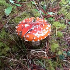 Pacific Northwest Rainforest Mushroom Pate