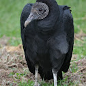 American Black Vulture  