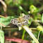 Pale-banded Crescent Butterfly