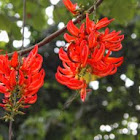 Flame Vine