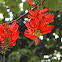 Flame Vine