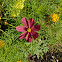 Cosmos