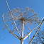 Giant hogweed
