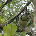 White-throated Magpie-jay