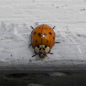 Asian Lady Beetle