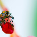 bug