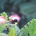 Purple-rumped Sunbird