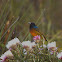 Orange-breasted Sunbird