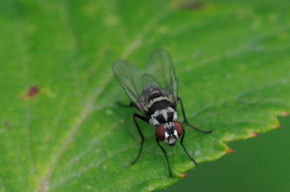 Spotting Image 1
