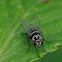 Limnophora obsignata