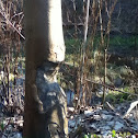 Beaver Gnawing