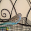 Budgerigar