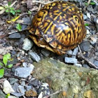 Ornate Box Turtle