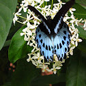 Blue Mormon