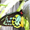 Goliath Birdwing Butterfly (male)