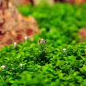 Crystalwort