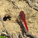 Broad scarlet