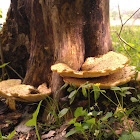 Dryad's saddle
