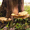Dryad's saddle