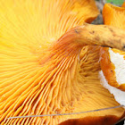 Jack-o'-lantern mushroom