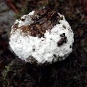 Birds Nest Fungus