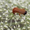 Common red soldier beetle