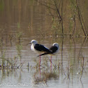Black-winged Stilt; Cigüeñuela