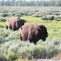 American bison
