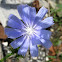 Common Chicory