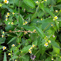 Mielcilla