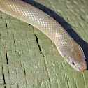 Olive House Snake