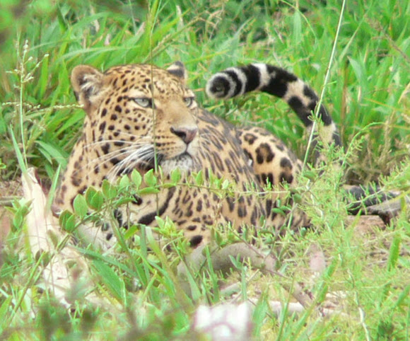 Spotting Image 1