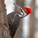 Pileated Woodpecker
