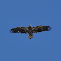 Bald Eagle (Juvenile)
