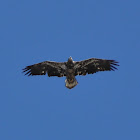 Bald Eagle (Juvenile)