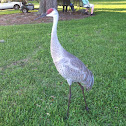 Sandhill Crane