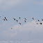 Greater Flamingo; Flamenco