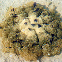 Upsidedown Jelly
