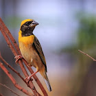 Baya(male)