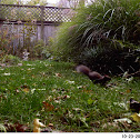 Eastern Gray Squirrel