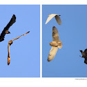 Short-eared Owl