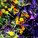 Purple Queen & coreopsis
