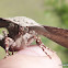 Twisted Moth