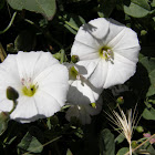 Field Bindweed