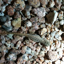 Desert Spiny Lizard