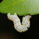Geometrid moth larva