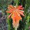 Red Hot Polker, Torch Flower
