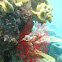Sea Fan