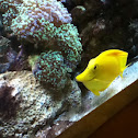 Yellow tang